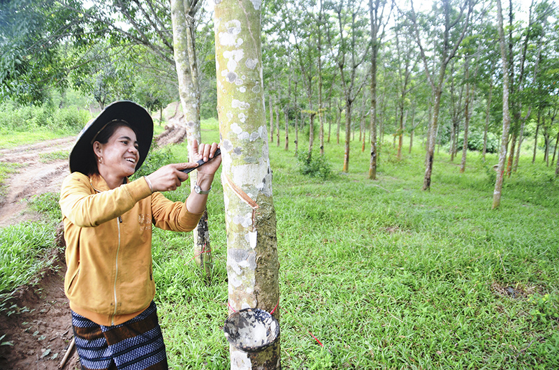 Cây cao su góp phần xóa đói giảm nghèo, làm giàu cho nhiều hộ dân ở vùng Lìa, huyện Hướng Hóa​
