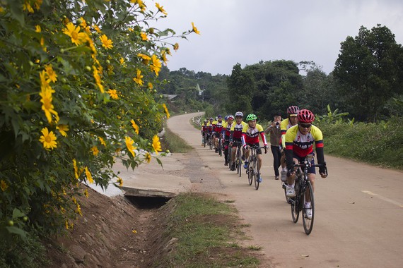 Độc đáo đường hoa dã quỳ nơi miền tây Quảng Trị