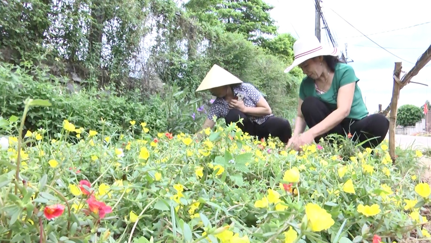 Hội viên phụ nữ xã Vĩnh Thành chăm sóc “Đường hoa yêu thương”​