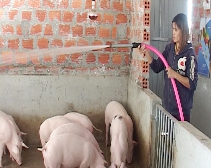 Hội viên phụ nữ có hoàn cảnh khó khăn ở huyện Vĩnh Linh chuyển đổi sinh kế, nâng cao thu nhập.