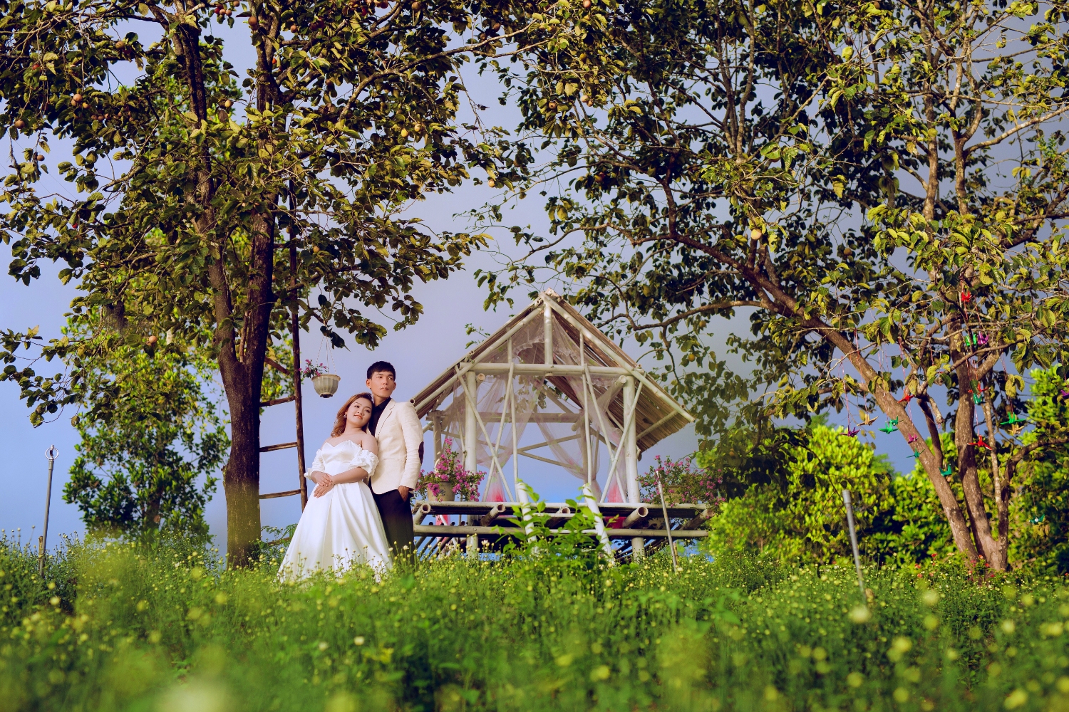 Một số bạn trẻ đã chọn vườn cúc họa mi của gia đình chị Thu Thảo để làm địa điểm chụp ảnh cưới​