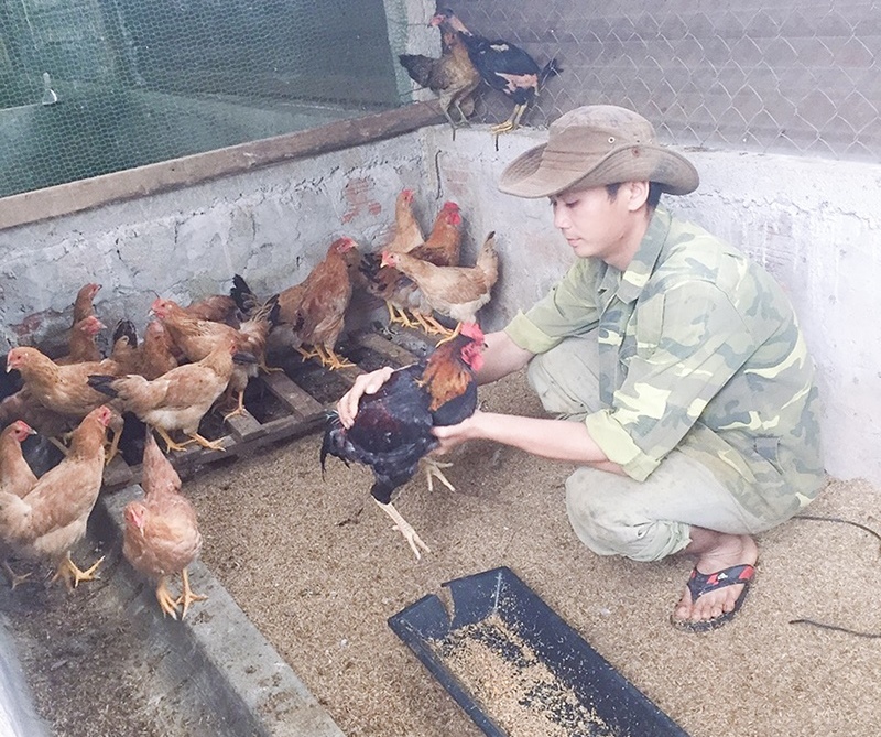 Anh Hồ Hữu Thăng chăm sóc đàn gà trong trang trại của mình​