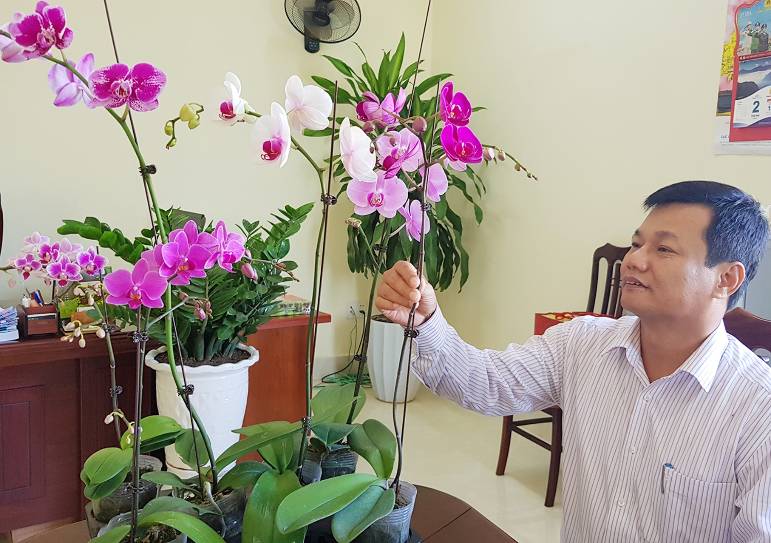 Những cây lan hồ điệp được Trung tâm cho nở sớm để kiểm tra chất lượng trước khi đưa ra thị trường