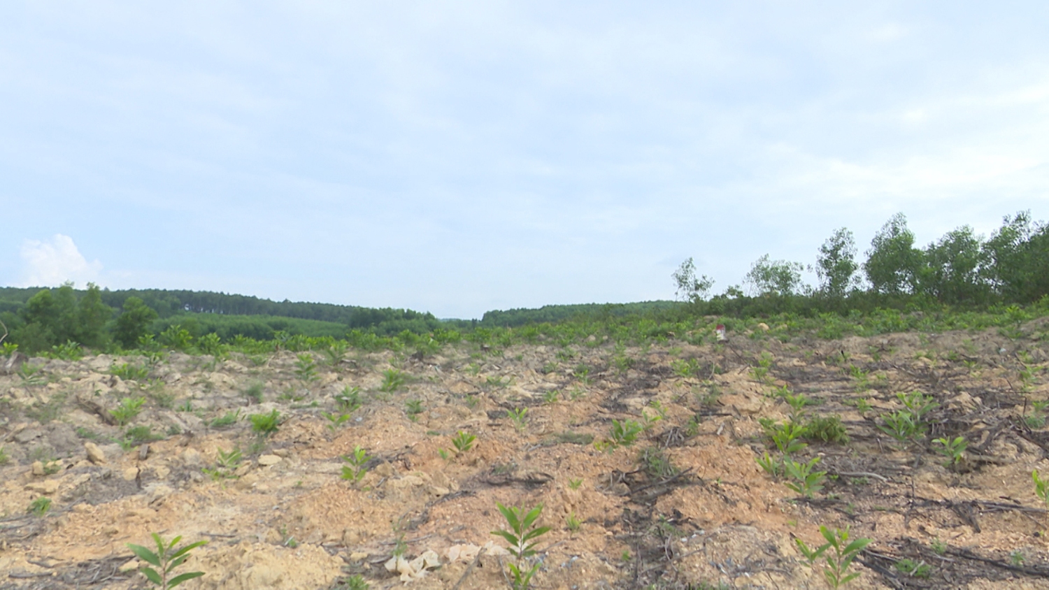 Những diện tích cây lâm nghiệp ở xã Cam Tuyền được huyện Cam Lộ giải phóng bàn giao mặt bằng cho nhà đầu tư