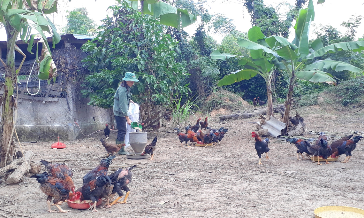 Một mô hình chuyển đổi chăn nuôi sau dịch tả lợn Châu Phi ở Hướng Hóa​