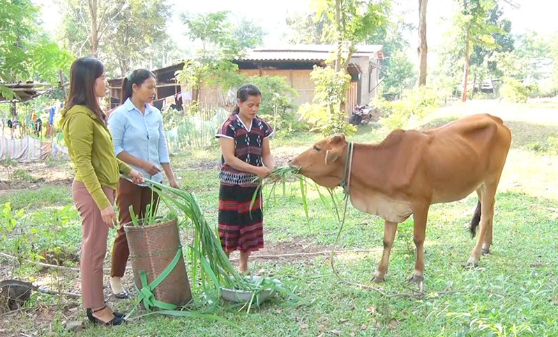 Mô hình sinh kế mang lại nhiều lợi ích về kinh tế cho phụ nữ người dân tộc thiểu số​