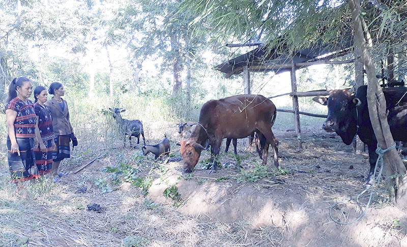 Nhờ nguồn vốn từ quỹ tiết kiệm vốn vay thôn bản, nhiều phụ nữ vùng khó có điều kiện phát triển kinh tế gia đình​