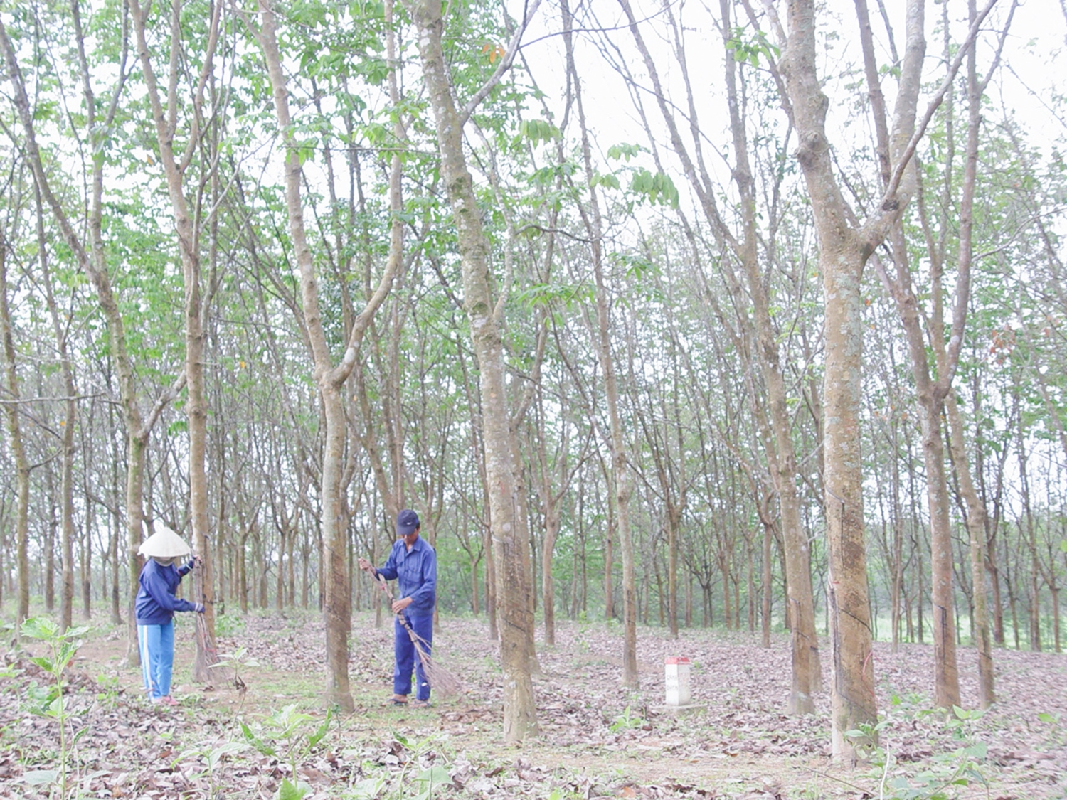 Phát triển cây cao su trên miền Tây Gio Linh. Ảnh: PV