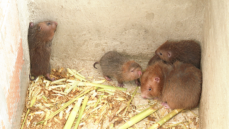 Dúi nuôi của gia đình anh Hò Văn Biệt đã sinh sản, phát triển tốt sau một thời gian nuôi​