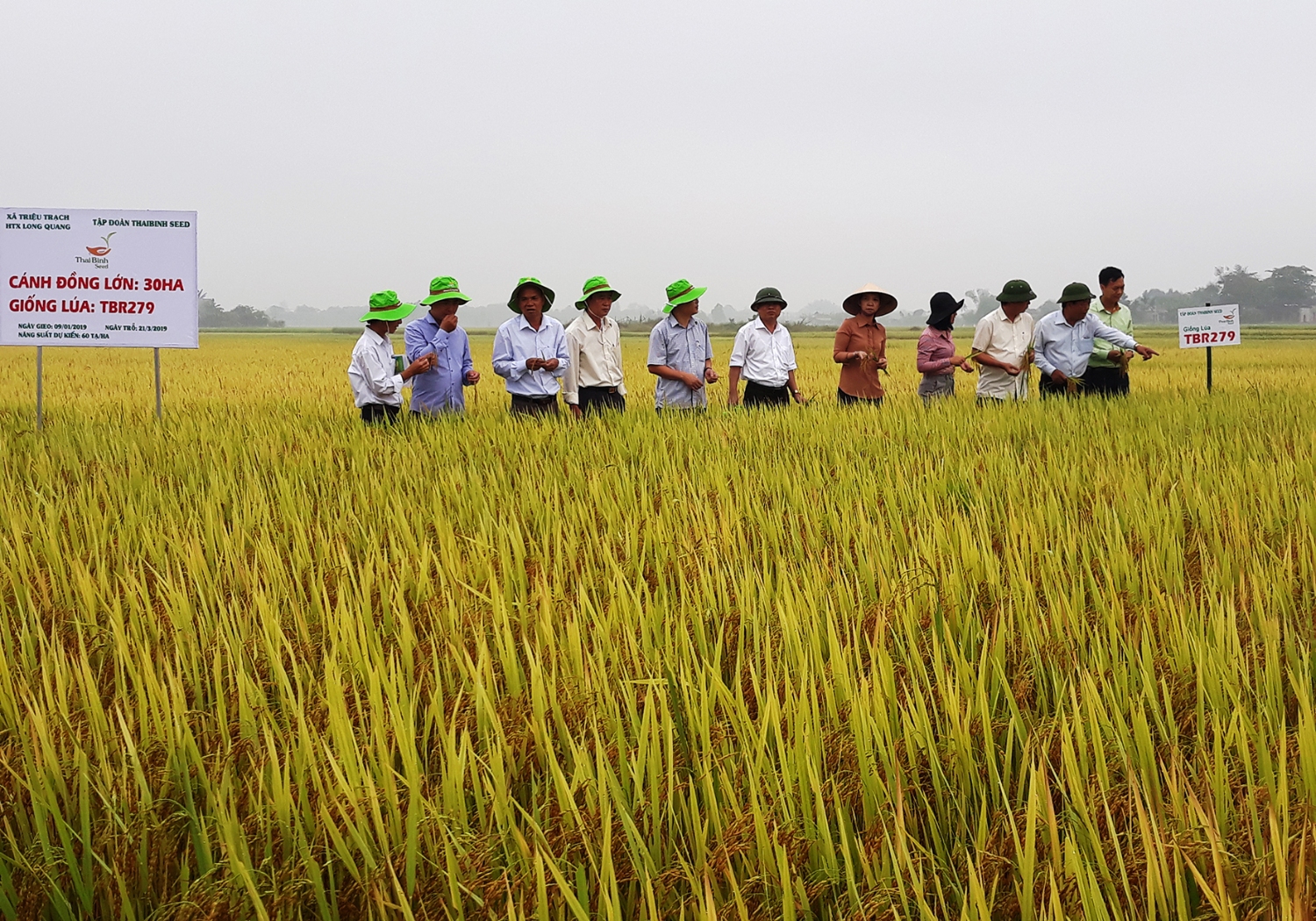 Cánh đồng lớn của HTX Long Quang, xã Triệu Trạch​