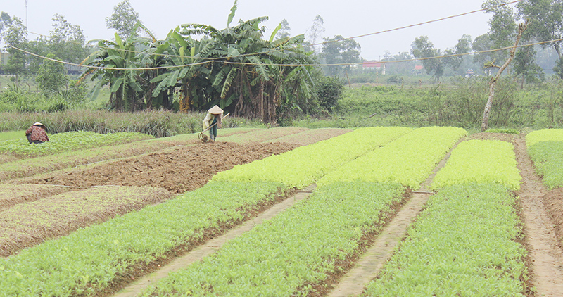 Trồng rau sạch ở phường Đông Thanh, thành phố Đông Hà. Ảnh: HN