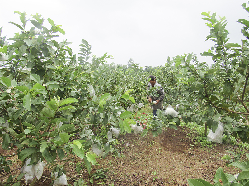 Mô hình trồng ổi lê Đài Loan cho thu nhập cao ở xã Gio Bình. Ảnh: PA