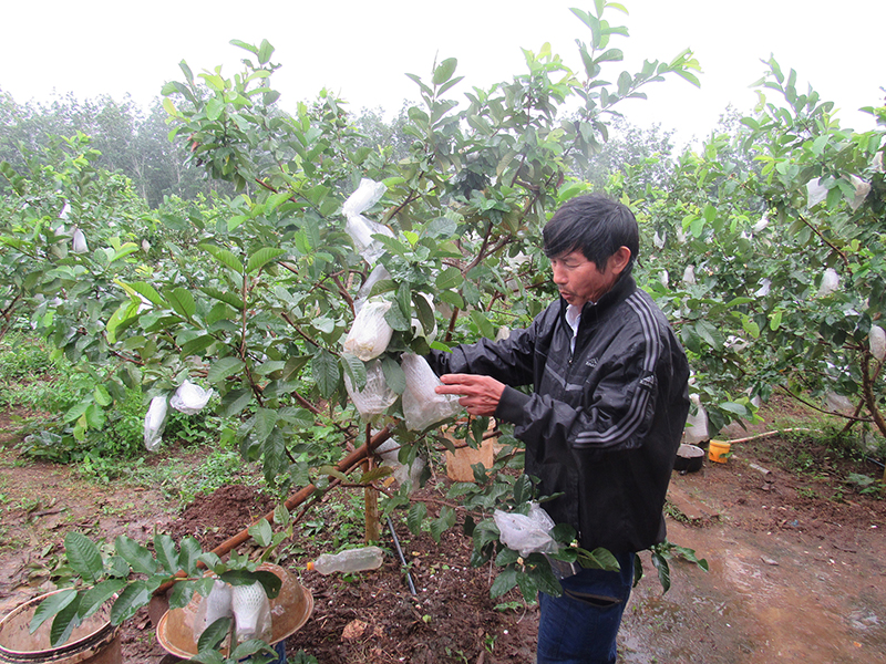 Ông Lê Văn Đồng chăm sóc cây ổi lê Đài Loan​