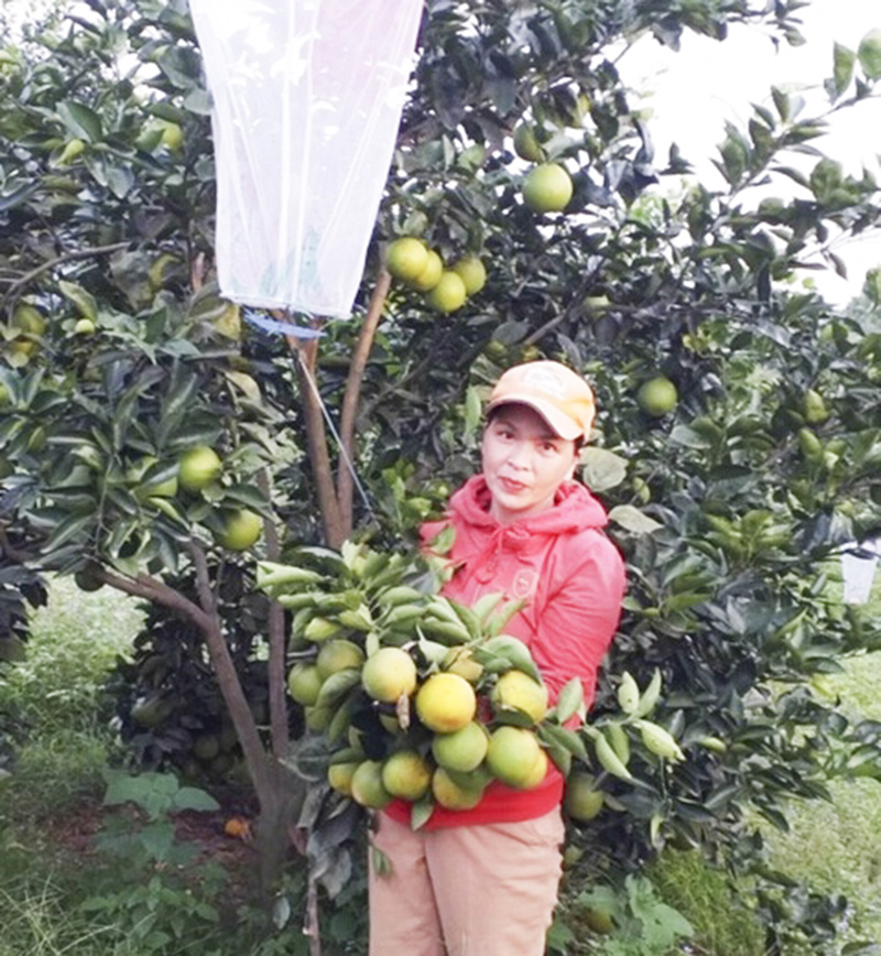 Vườn cam chín muộn của chị Duyên sẵn sàng phục vụ tết. Lâm Thanh