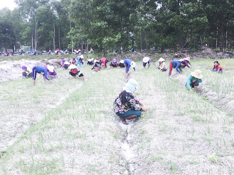 Đào tạo nghề trồng ném trên cát cho người dân vùng biển​