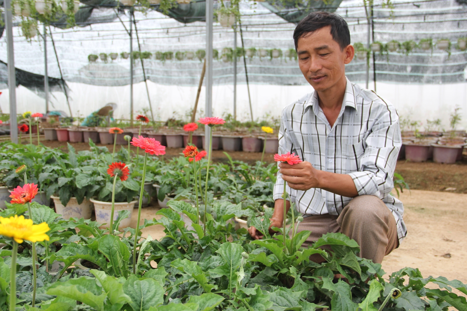 Hoa An Lạc khoe sắc trước thềm xuân