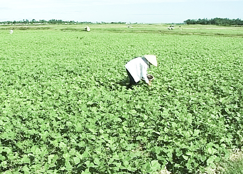 Nông dân Vĩnh Giang thu hoạch đậu xanh​