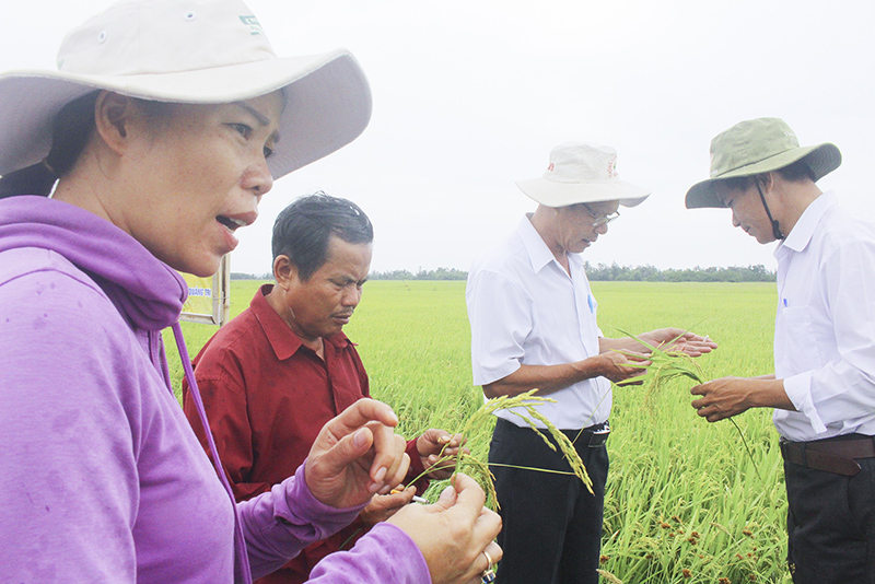 Nông dân ở HTX Phước Thị, xã Gio Mỹ, huyện Gio Linh tham gia mô hình CSA​