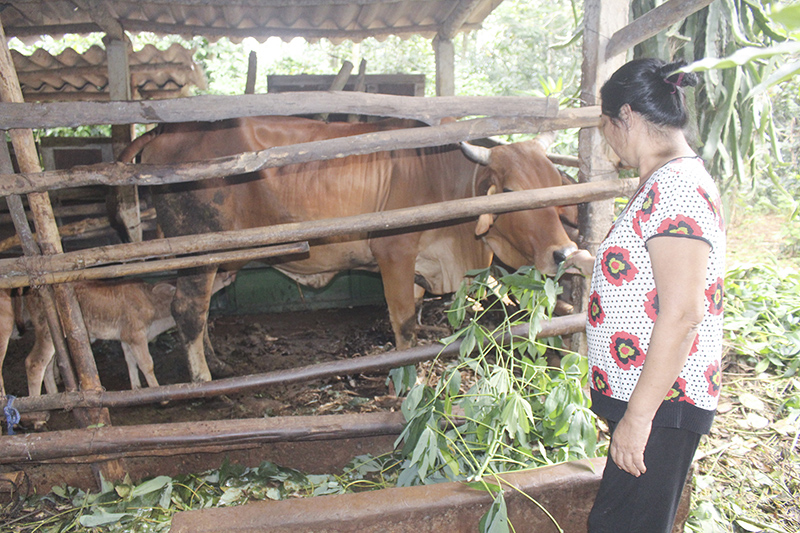 Dự án “Ngân hàng bò GCS” góp phần tăng thu nhập cho người dân xã Cam Thành, huyện Cam Lộ. Ảnh: KN