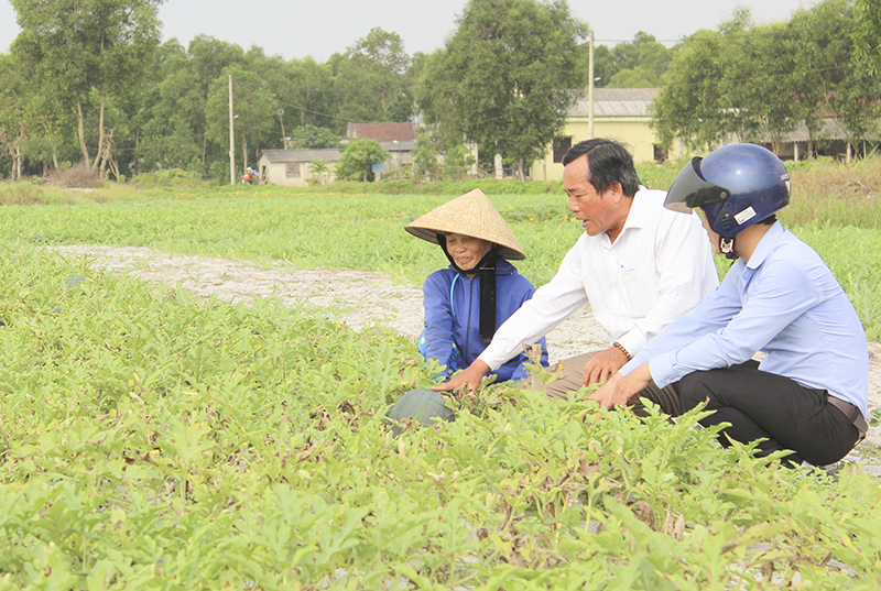Người dân xã Triệu Trạch mở rộng diện tích trồng dưa hấu Long Quang. Ảnh: TT