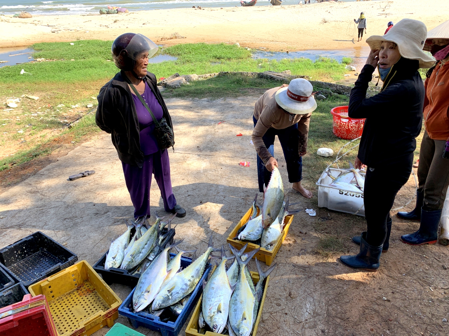 Cá bè xước được thương lái thu mua ngay tại bãi biển - Ảnh: Trần Tuyền