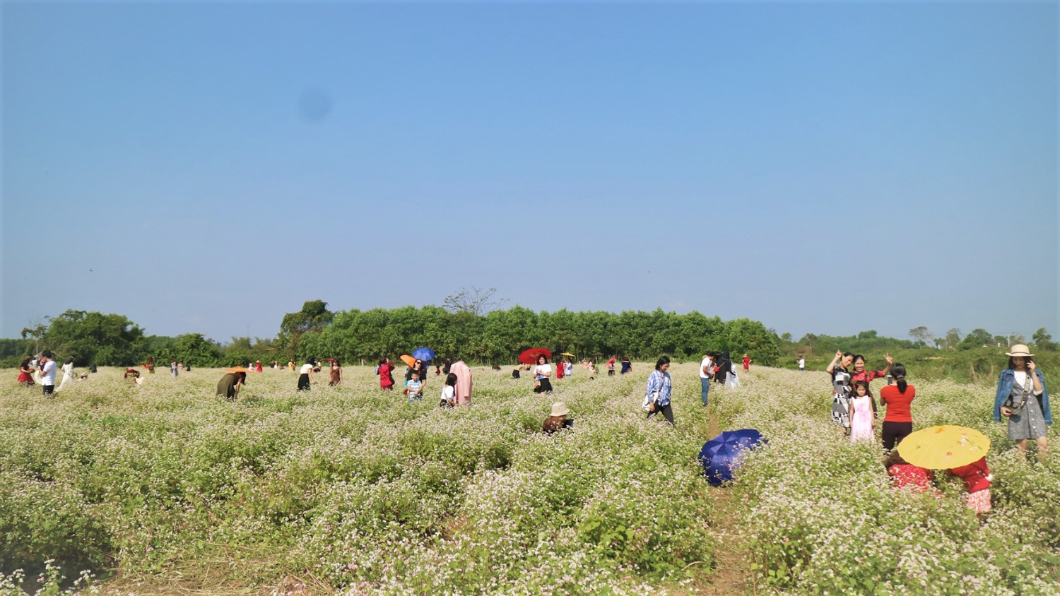 Cánh đồng hoa tam giác mạch rộng gần 2 ha tại xã Triệu Giang, huyện Triệu Phong thu hút nhiều người tham quan-Ảnh: T.N​