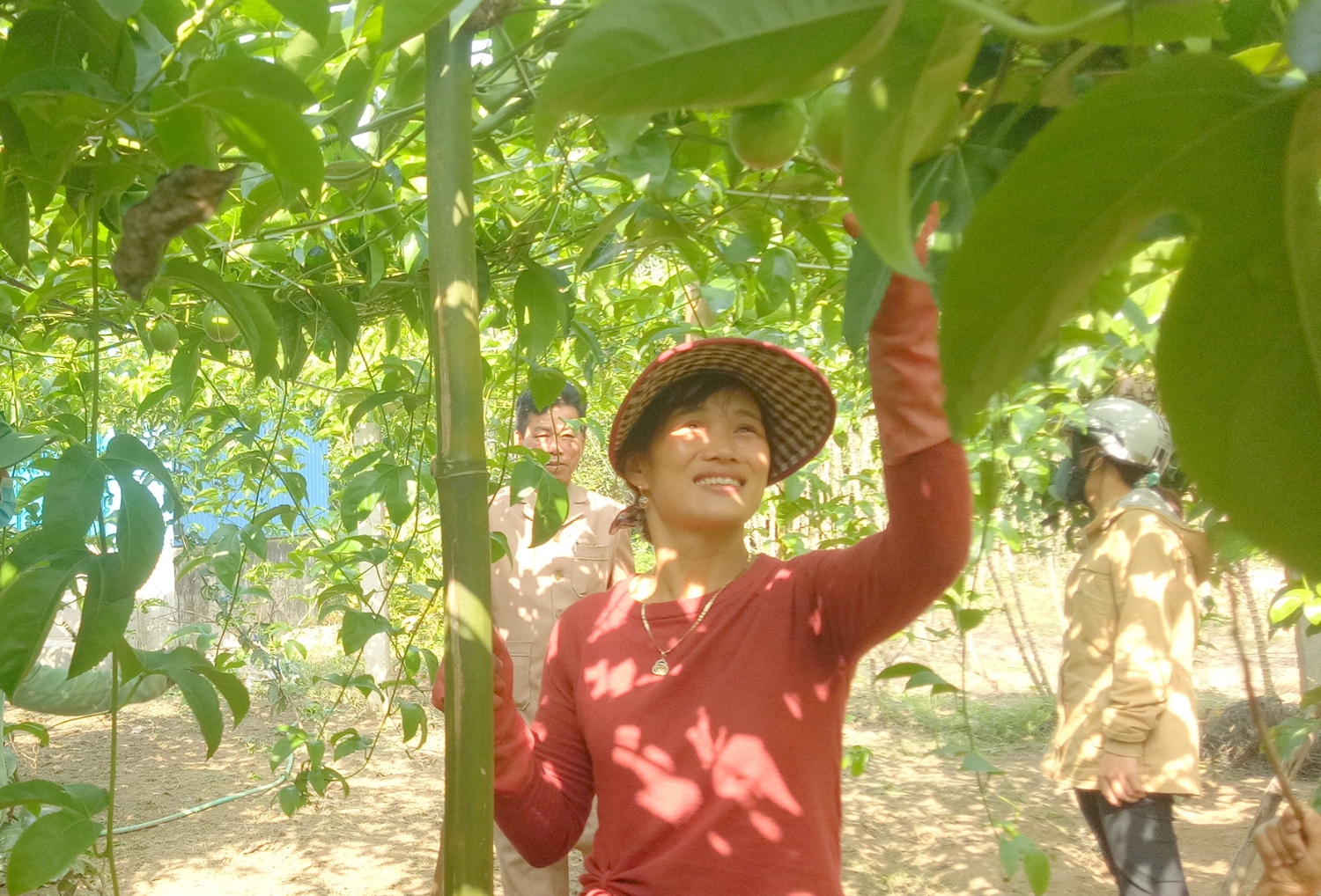 Cây chanh leo trồng thử nghiệm ở vùng gò đồi Triệu Thượng sắp cho thu hoạch-Ảnh: K.K.S  ​