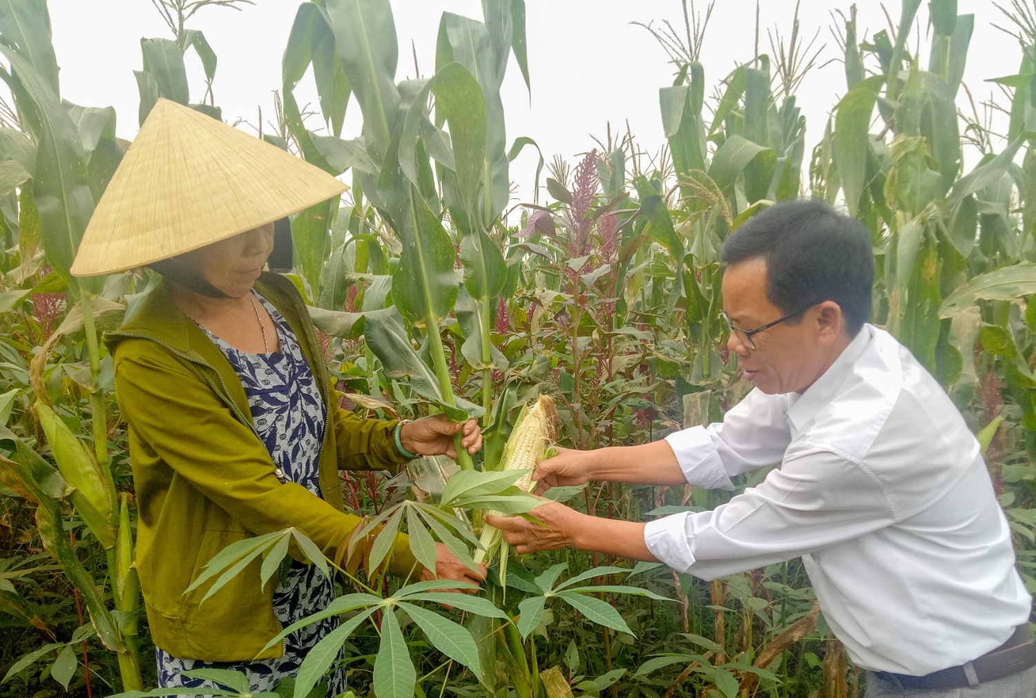 Chất lượng và sản lượng ngô Triệu Long được đánh giá vượt trội so với năm trước-Ảnh: K.K.S​