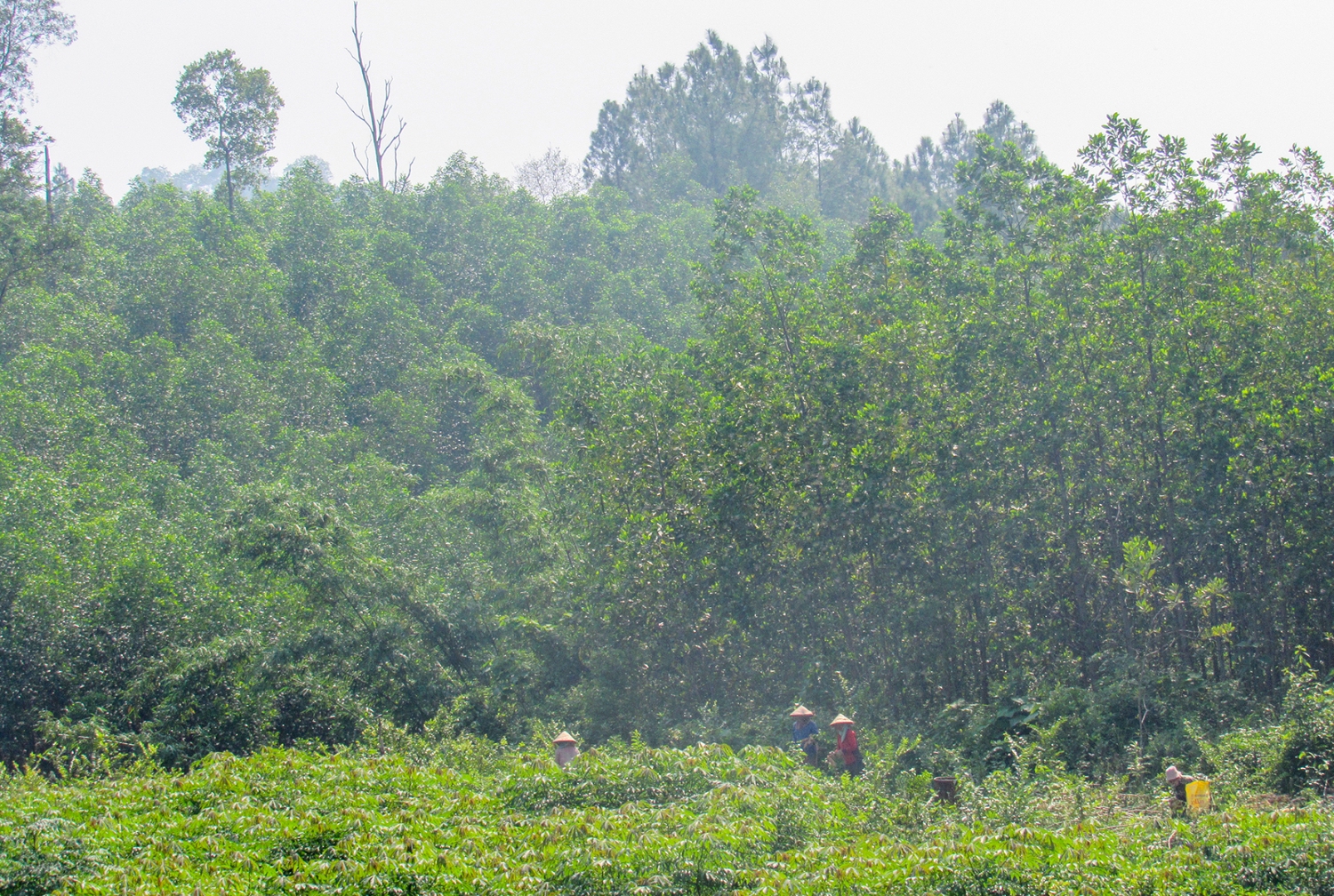 Người dân huyện Đakrông được hưởng lợi từ việc giao khoán chăm sóc và bảo vệ rừng-Ảnh: P.A​