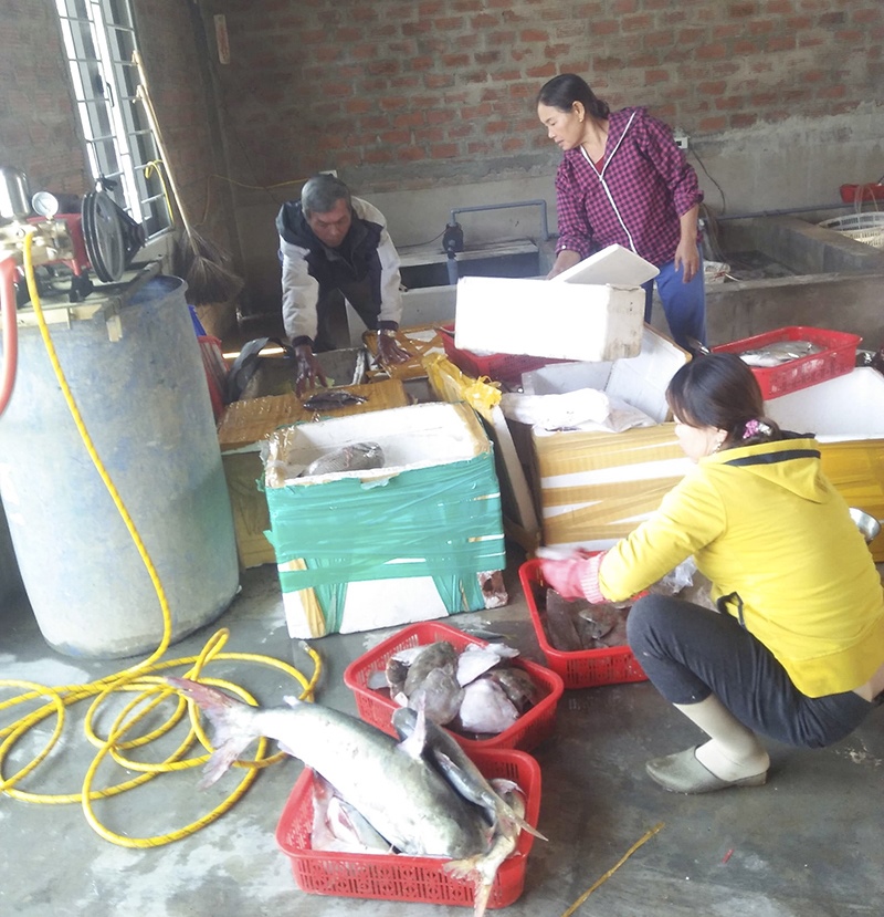 Người dân xã Gio Hải thu mua, chế biến thủy hải sản. Ảnh: NL