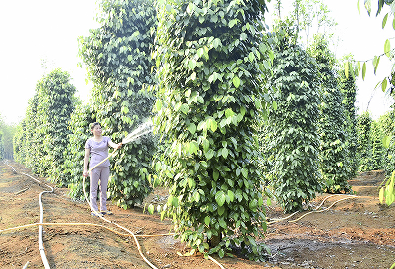 Mô hình vườn tiêu sạch ở Vĩnh LInh. Ảnh: BT