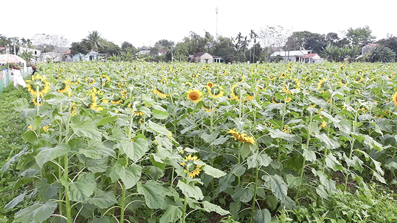 Mô hình trồng hoa hướng dương ở xã Triệu Thành cho hiệu quả kinh tế cao. Ảnh: NV