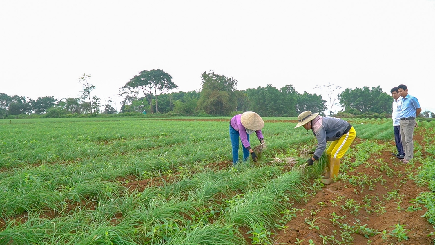 Nông dân Cam Chính thu hoạch ném cây để bán- Ảnh: Lê Trường
