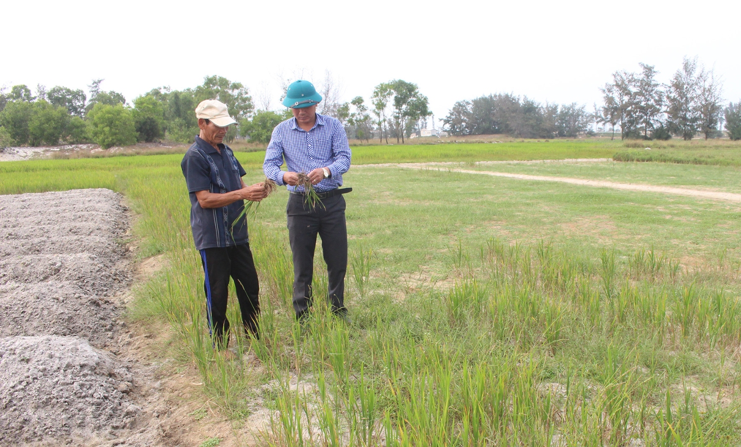 Diện tích lúa trên cát bị hạn không thể sản xuất được-Ảnh: C.T​