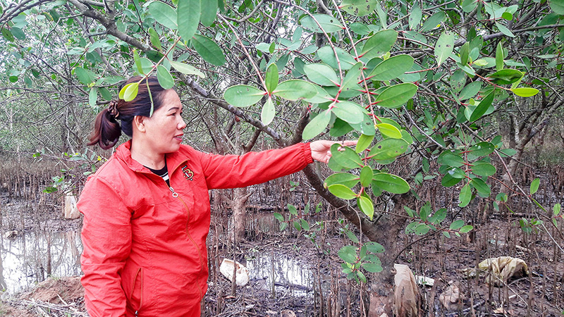 Chị Nhung bên rừng bần chua do chính những hội viên, phụ nữ trong chi hội trồng, chăm sóc. Ảnh: T.L​