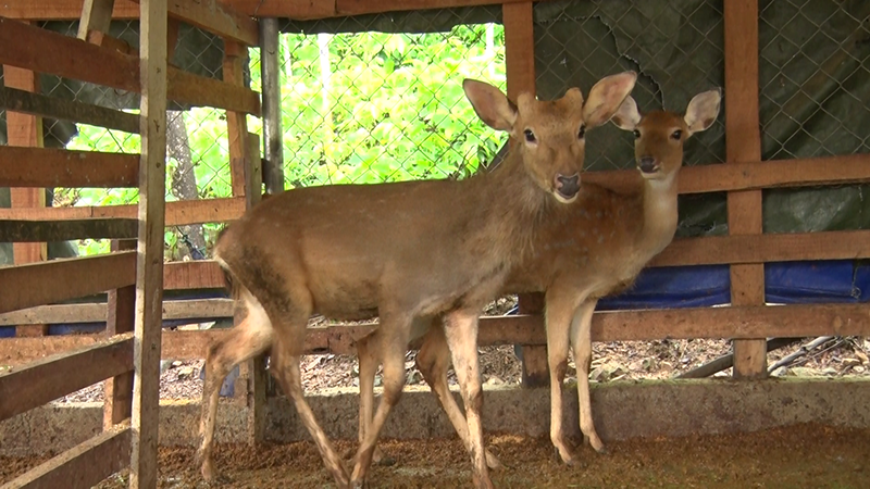 Mô hình nuôi hươu sao có triển vọng phát triển ở xã Triệu Nguyên. Ảnh: PVT