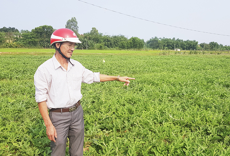 Giám đốc HTX Cổ Mỹ Lê Chẩn kiểm tra ruộng dưa hấu trồng theo mô hình CSA đang phát triển tốt. Ảnh: TL