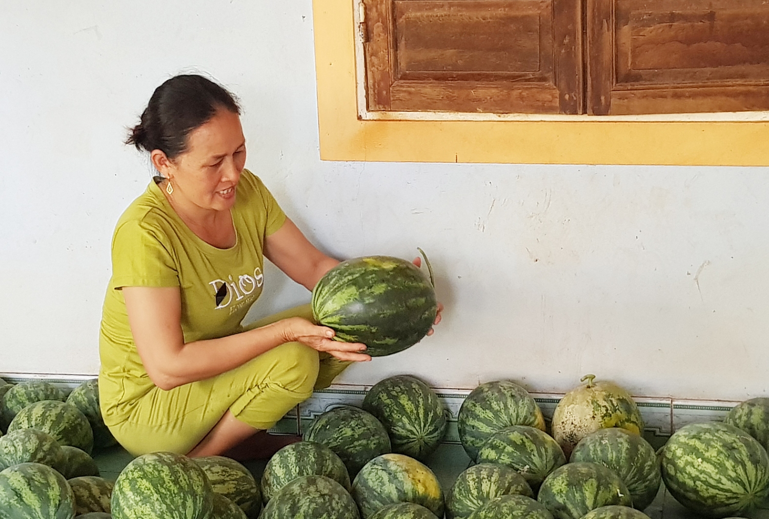 Người dân Vĩnh Tú thu hoạch dưa hấu -Ảnh:T.L