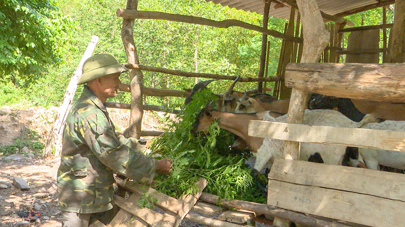 Ông Hồ Hạt đang chăm sóc đàn dê của mình. Ảnh: Lê Trường