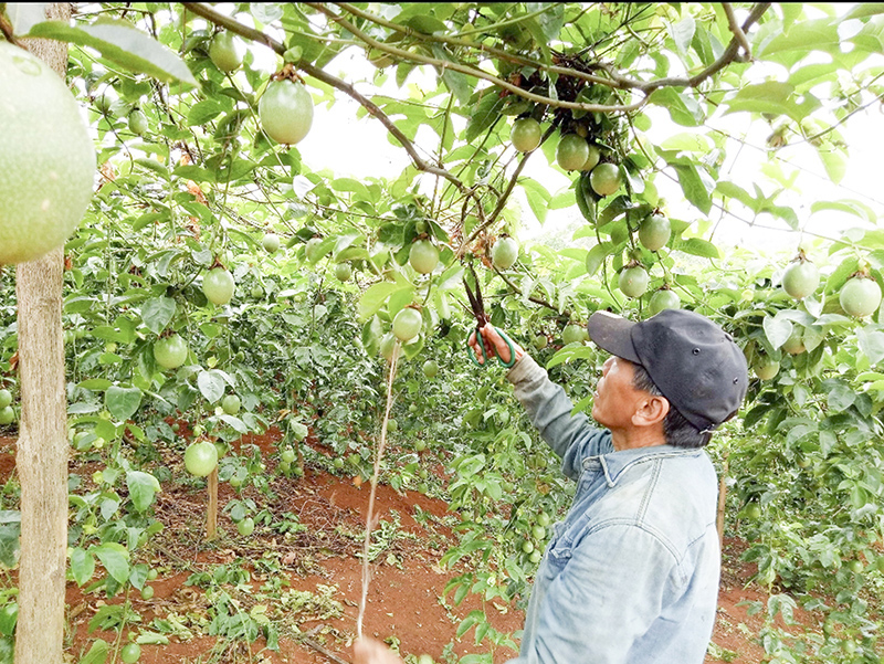 Người trồng chanh leo ở Hướng Hóa yên tâm hơn khi có đầu ra ổn định cho sản phẩm. Ảnh: NT