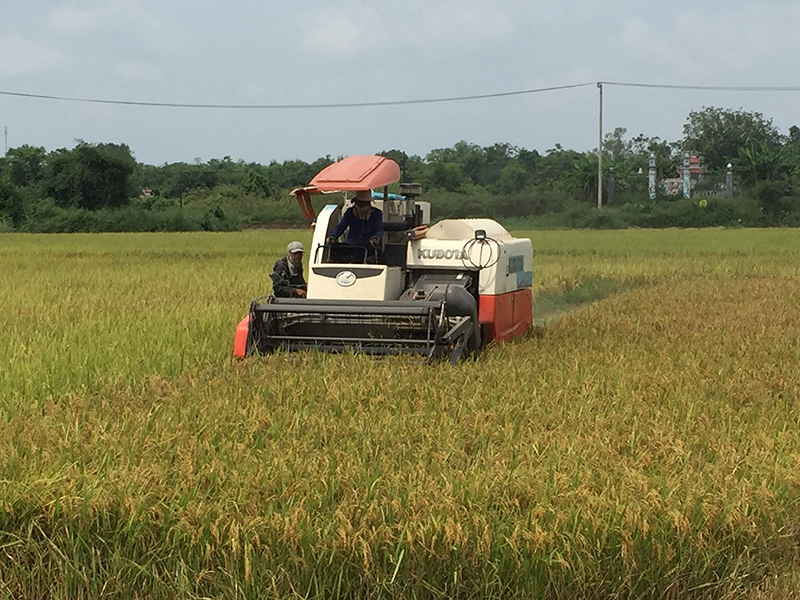 Thu hoạch lúa đông xuân. Ảnh: VTH