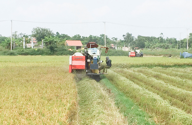 Thu hoạch lúa đông xuân ở ruộng CSA Triệu Long, Triệu Phong. Ảnh: TCL