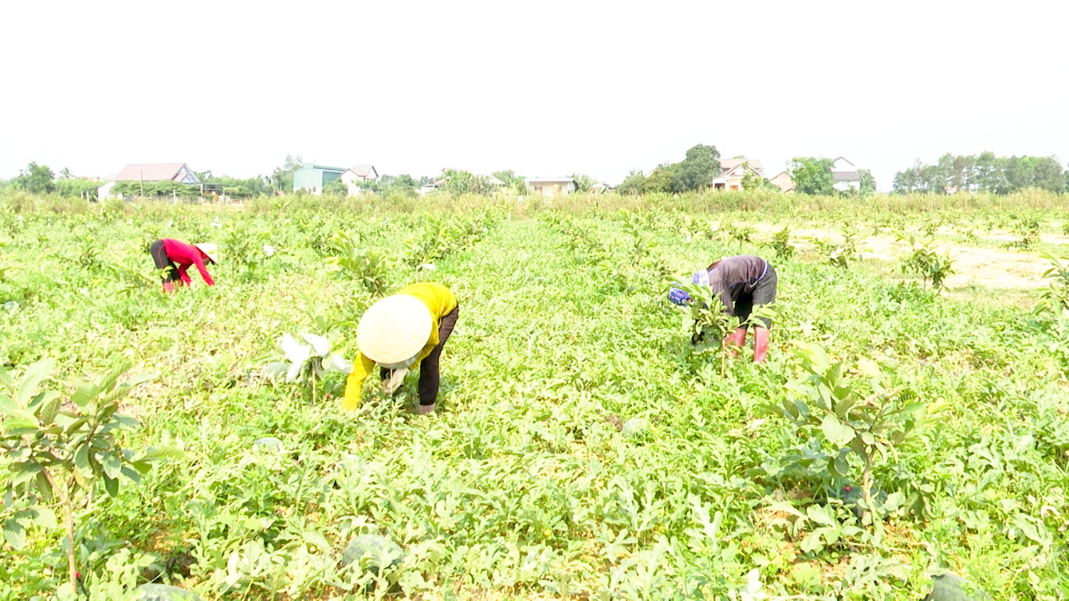 Gia đình anh Hoàng Ngọc Khánh thu hoạch dưa hấu- Ảnh: A.V​