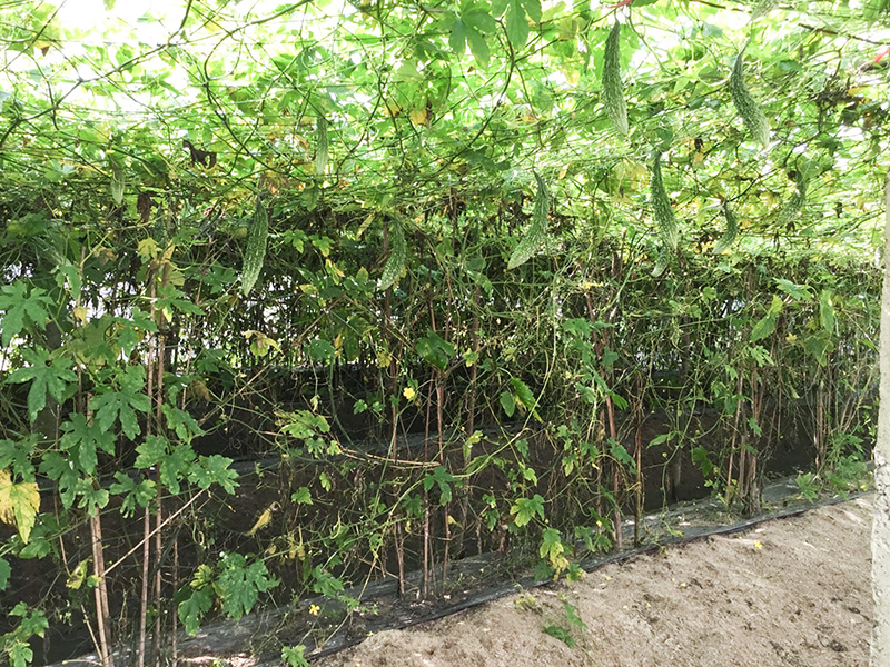 Mô hình sản xuất mướp đắng ở HTX nông nghiệp Lại An theo phương pháp hữu cơ. Ảnh: VTH