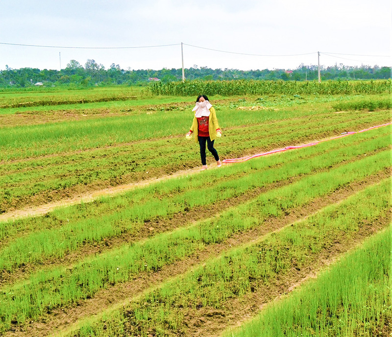Người dân trên địa bàn huyện Vĩnh Linh ứng dụng khoa học kỹ thuật vào sản xuất nông nghiệp mang lại hiệu quả kinh tế cao. Ảnh: HTS
