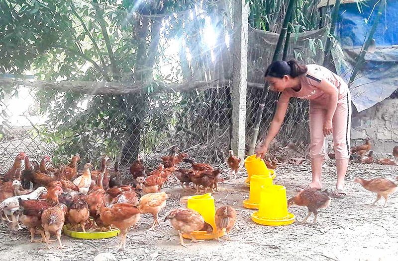 Hiệu quả kinh tế cao từ nuôi gà thả vườn