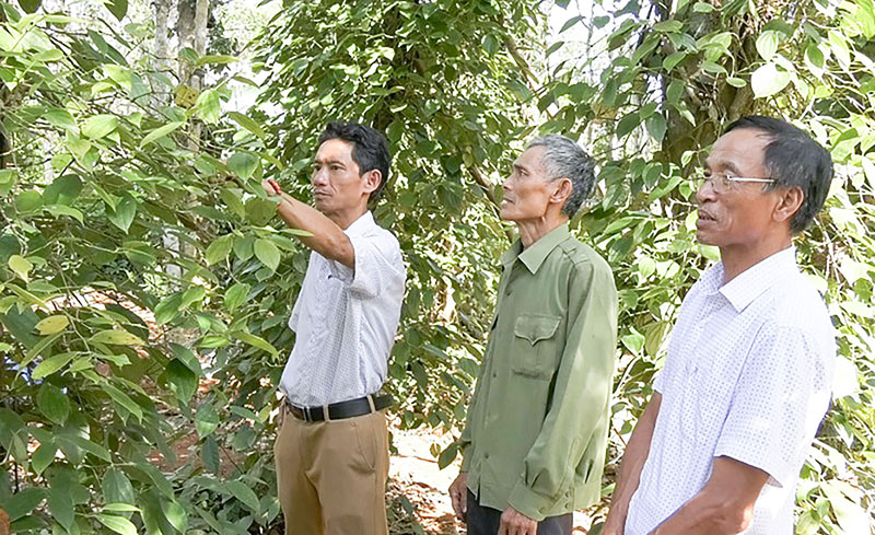Nhiều mô hình kinh tế do cựu chiến binh làm chủ ở huyện Vĩnh Linh cho thu nhập cao - Ảnh: M.H