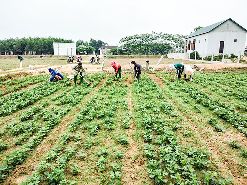 Nông dân trong tỉnh hăng hái lao động sản xuất - Ảnh: T.A.M