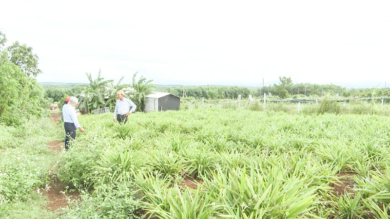 Mô hình cây hương bài của HTX hương trầm Tâm Phát đáp ứng nguyên liệu sản xuất và cung ứng cho thị trường - Ảnh: T.T