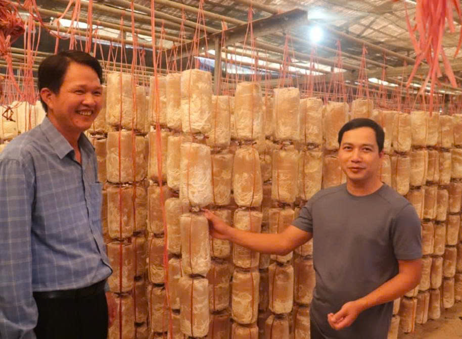 Khu trại trồng nấm sò của hộ anh Phạm Văn Quân ở khu phố Đông Thanh, phường Đông Hà